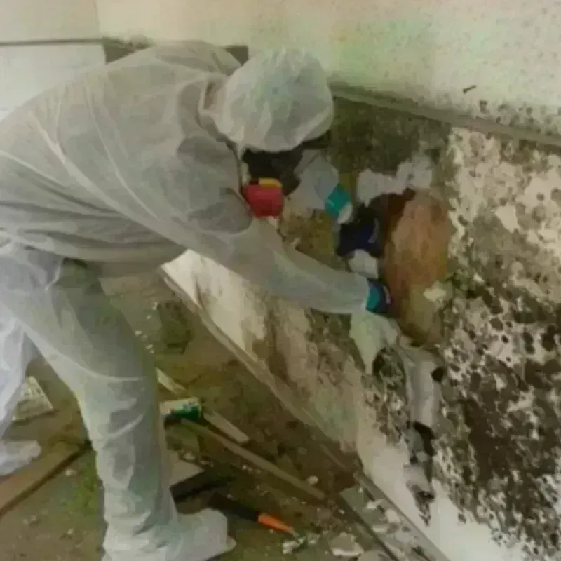 Mold Remediation and Removal in Moss Beach, CA